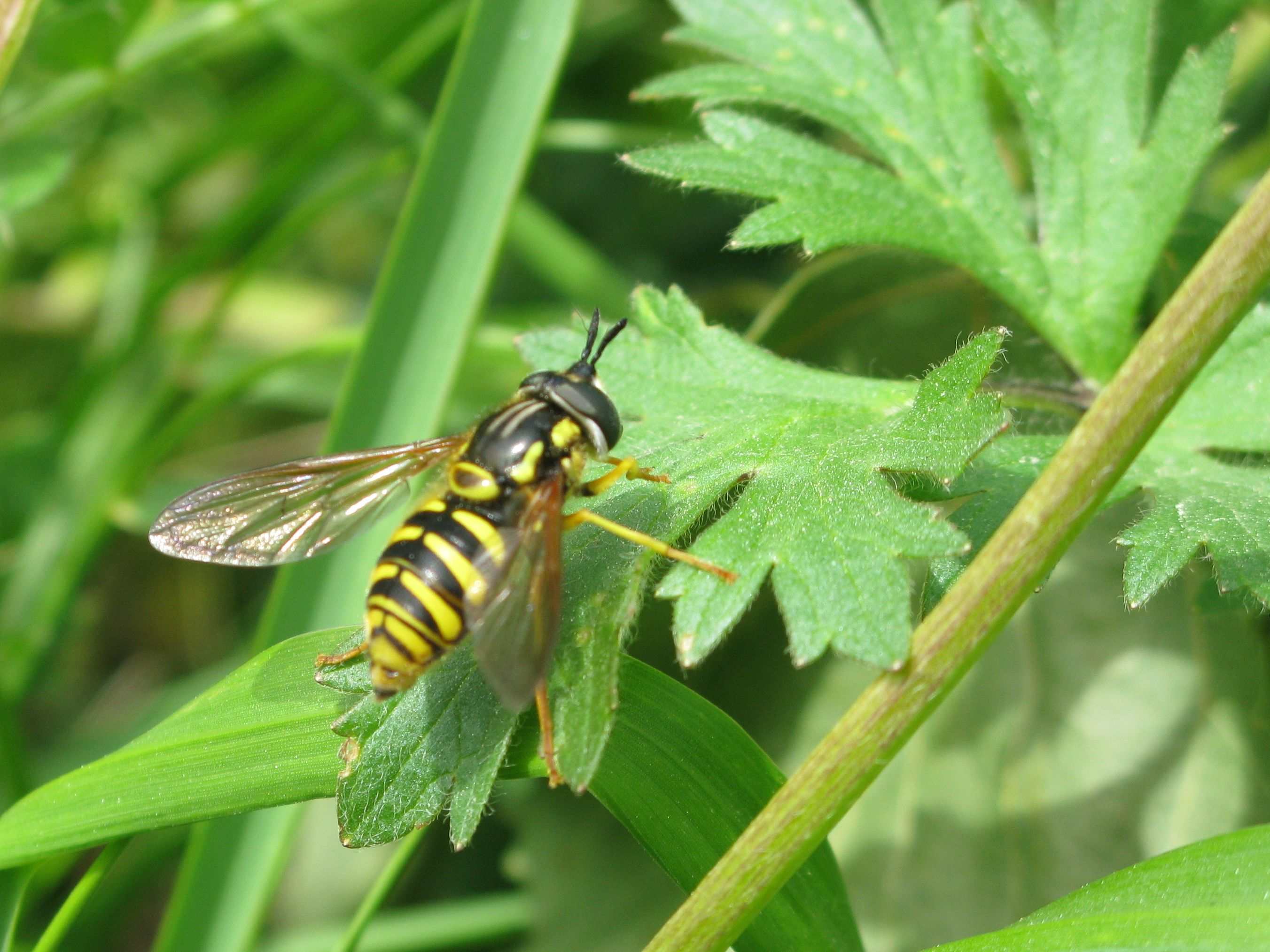 Dioctria linearis (Asilidae)   e Chrysotoxum  sp. (Syrphidae)